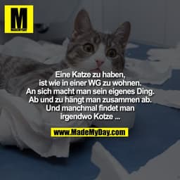 Eine Katze zu haben, ist wie in einer WG zu wohnen. An sich macht man sein eigenes Ding. Ab und zu hängt man zusammen ab