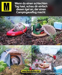 Wenn du einen schlechten
Tag hast, schau dir einfach
diesen Igel an, der einen
Campingausflug macht:
Fotos: @hedgehog_az
