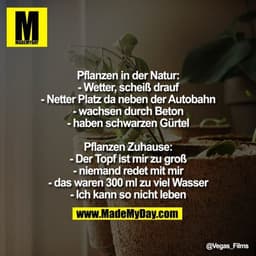 Pflanzen in der Natur:
- Wetter scheiß drauf
- Netter Platz da neben der Autobahn
- wachsen durch Beton
- haben schwarze
