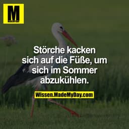 Störche kacken sich auf die Füße, um sich im Sommer abzukühlen.