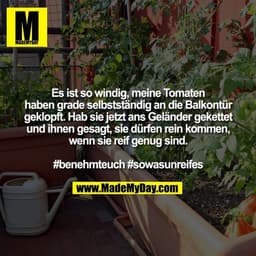 Es ist so windig, meine Tomaten haben grade selbstständig an die Balkontür geklopft. Hab sie jetzt ans Geländer gekettet