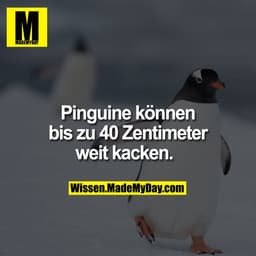 Pinguine können bis zu 40 Zentimeter weit kacken.