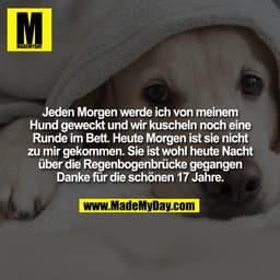 Jeden Morgen werde ich von meinem Hund geweckt und wir kuscheln noch eine Runde im Bett. Heute Morgen ist sie nicht zu m