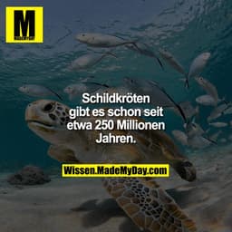 Schildkröten gibt es schon seit etwa 250 Millionen Jahren.