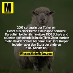 2005 sprang in der Türkei ein Schaf aus einer Herde eine Klippe herunter. Daraufhin folgten ihm weitere 1500 Schafe und 