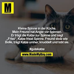 Kleine Spinne in der Küche.
Mein Freund hat Angst vor Spinnen.
Er trägt die Katze zur Spinne und sagt
„Friss“. Katze fri