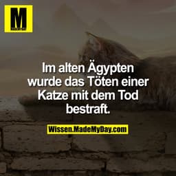 Im alten Ägypten wurde das Töten einer Katze mit dem Tod bestraft.