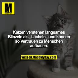 Katzen verstehen langsames Blinzeln als „Lächeln“ und können so Vertrauen zu Menschen aufbauen.