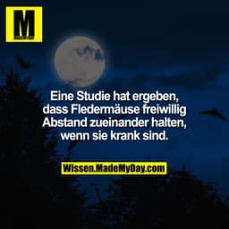 Eine Studie hat ergeben, dass Fledermäuse freiwillig Abstand zueinander halten, wenn sie krank sind.
