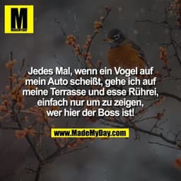 Jedes Mal, wenn ein Vogel auf mein Auto scheißt, gehe ich auf meine Terrasse und esse Rührei, einfach nur um zu zeigen, 