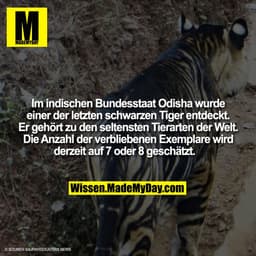 Im indischen Bundesstaat Odisha wurde einer der letzten schwarzen Tiger entdeckt. Er gehört zu den seltensten Tierarten 