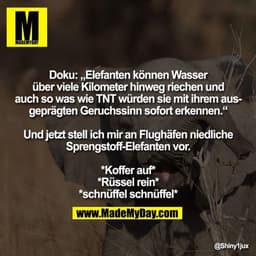 Doku: „Elefanten können Wasser über viele Kilometer hinweg riechen und auch so was wie TNT würden sie mit ihrem ausgeprä