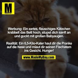 Werbung: Ein zartes, flauschiges Kätzchen krabbelt das Bett hoch, stupst dich sanft an und guckt mit großen Babyaugen. R