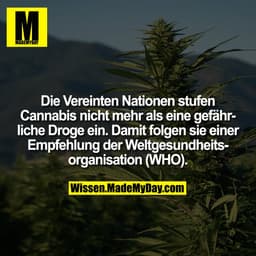 Die Vereinten Nationen stufen Cannabis nicht mehr als eine gefährliche Droge ein. Damit folgen sie einer Empfehlung der 