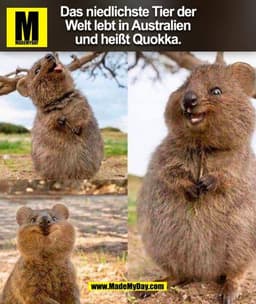 Das niedlichste Tier der Welt lebt in Australien und heißt Quokka. (BILD)