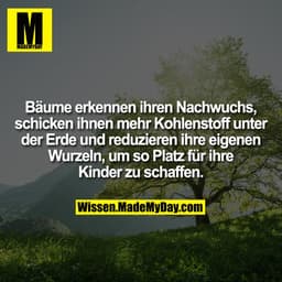 Bäume erkennen ihren Nachwuchs, schicken ihnen mehr Kohlenstoff unter der Erde und reduzieren ihre eigenen Wurzeln, um s