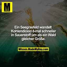 Ein Seegrasfeld wandelt Kohlendioxid 8-mal schneller in Sauerstoff um als ein Wald gleicher Größe.