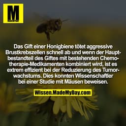 Das Gift einer Honigbiene tötet aggressive Brustkrebszellen schnell ab und wenn der Hauptbestandteil des Giftes mit best
