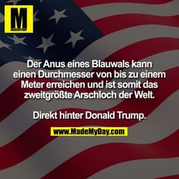 Der Anus eines Blauwals kann
einen Durchmesser von bis zu einem
Meter erreichen und ist somit das
zweitgrößte Arschloch 