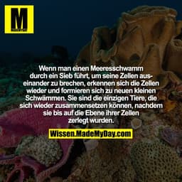 Wenn man einen Meeresschwamm durch ein Sieb führt, um seine Zellen auseinander zu brechen, erkennen sich die Zellen wied