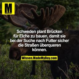 Schweden plant Brücken für Elche zu bauen, damit sie bei der Suche nach Futter sicher die Straßen überqueren können.
