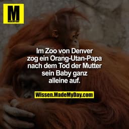 Im Zoo von Denver zog ein Orang-Utan-Papa nach dem Tod der Mutter sein Baby ganz alleine auf.