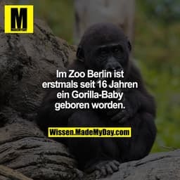 Im Zoo Berlin ist erstmals seit 16 Jahren ein Gorilla-Baby geboren worden.