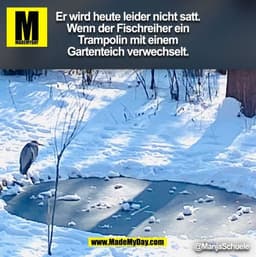 Er wird heute leider nicht satt.
Wenn der Fischreiher ein
Trampolin mit einem
Gartenteich verwechselt. (BILD)