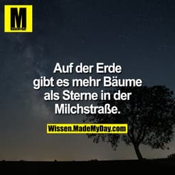 Auf der Erde gibt es mehr Bäume als Sterne in der Milchstraße.