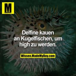 Delfine kauen an Kugelfischen, um high zu werden.