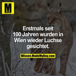 Erstmals seit 100 Jahren wurden in Wien wieder Luchse gesichtet.
