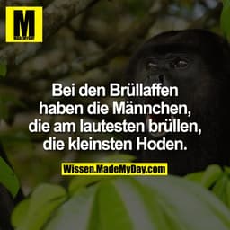 Bei den Brüllaffen haben die Männchen, die am lautesten brüllen, die kleinsten Hoden.