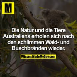 Die Natur und die Tiere Australiens erholen sich nach den schlimmen Wald- und Buschbränden wieder.