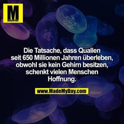 Die Tatsache, dass Quallen
seit 650 Millionen Jahren überleben,
obwohl sie kein Gehirn besitzen,
schenkt vielen Menschen
