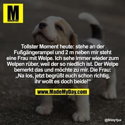 Tollster Moment heute: stehe an der
Fußgängerampel und 2 m neben mir steht
eine Frau mit Welpe. Ich sehe immer wieder zu