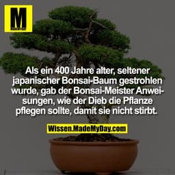 Als ein 400 Jahre alter, seltener japanischer Bonsai-Baum gestrohlen wurde, gab der Bonsai-Meister Anweisungen, wie der 