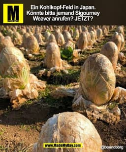 Ein Kohlkopf-Feld in Japan.
Könnte bitte jemand Sigourney
Weaver anrufen? JETZT? @boundborg
(BILD)