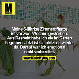 Meine 6-jährige Zimmerpflanze
ist vor zwei Wochen gestorben.
Aus Respekt habe ich sie im Garten
begraben. Jetzt ist sie 