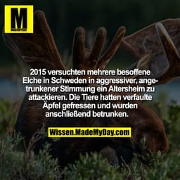 2015 versuchten mehrere besoffene Elche in Schweden in aggressiver, angetrunkener Stimmung ein Altersheim zu attackieren
