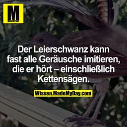 Der Leierschwanz kann fast alle Geräusche imitieren, die er hört – einschließlich Kettensägen.
