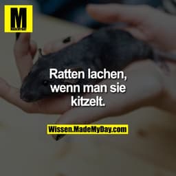 Ratten lachen, wenn man sie kitzelt.