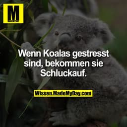 Wenn Koalas gestresst sind, bekommen sie Schluckauf.
