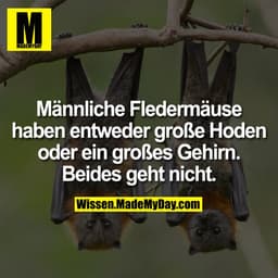 Männliche Fledermäuse haben entweder große Hoden oder ein großes Gehirn. Beides geht nicht.