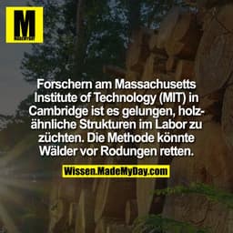 Forschern am Massachusetts Institute of Technology (MIT) in Cambridge ist es gelungen, holzähnliche Strukturen im Labor 