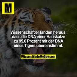 Wissenschaftler fanden heraus, dass die DNA einer Hauskatze zu 95,6 Prozent mit der DNA eines Tigers übereinstimmt.