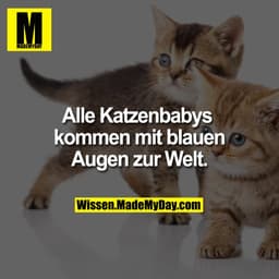 Alle Katzenbabys kommen mit blauen Augen zur Welt.