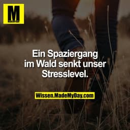 Ein Spaziergang im Wald senkt unser Stresslevel.