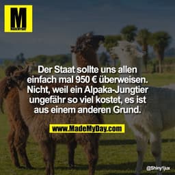 Der Staat sollte uns allen
einfach mal 950 € überweisen.
Nicht, weil ein Alpaka-Jungtier
ungefähr so viel kostet, es ist