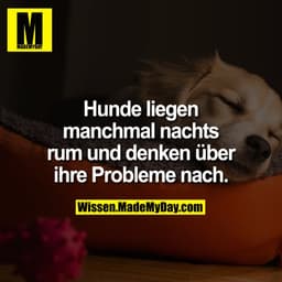 Hunde liegen manchmal nachts rum und denken über ihre Probleme nach.