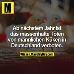 Ab nächstem Jahr ist das massenhafte Töten von männlichen Küken in Deutschland verboten.